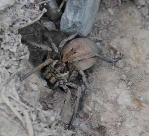 Hogna radiata